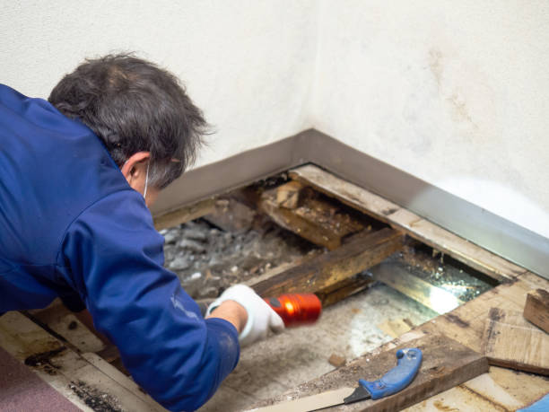 Trusted Canby, OR Mold Removal Experts
