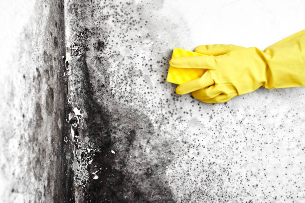 Best Mold Removal and Inspection  in Canby, OR