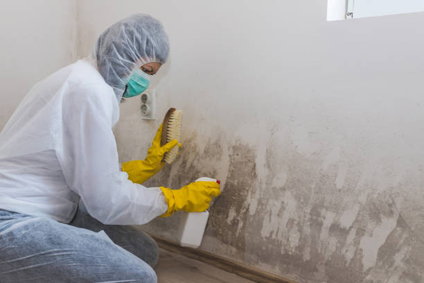 Office Mold Removal Services in Canby, OR