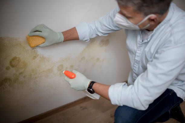 Best Mold Damage Repair  in Canby, OR