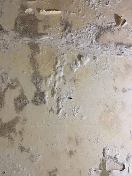 Best Certified Mold Removal  in Canby, OR