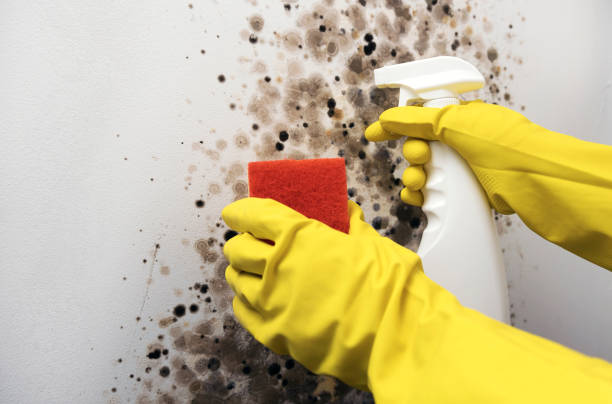 Best Affordable Mold Removal  in Canby, OR