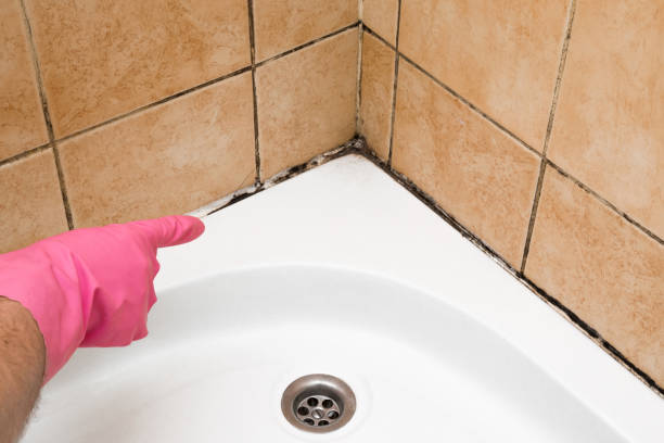 Best Mold Cleaning Services  in Canby, OR